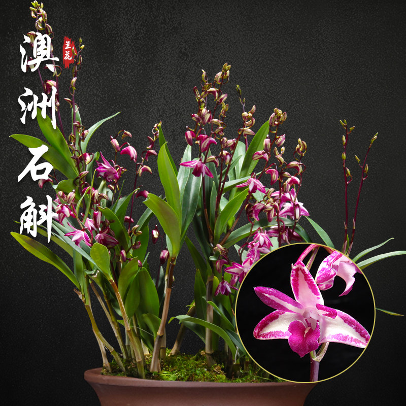 澳洲石斛 兰花盆栽名贵浓香花苞室内阳台石斛兰好养花卉绿植盆栽