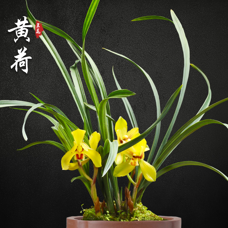 黄荷 春兰兰花苗盆栽兰草名贵浓香花苞室内阳台好养花卉绿植盆栽