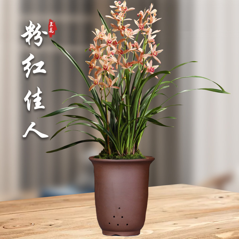 红粉佳人兰花苗盆栽四季兰草名贵浓香型花苞建兰好养室内花卉绿植