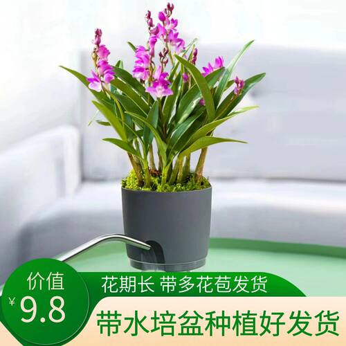 述春带花苞香水石斛兰
