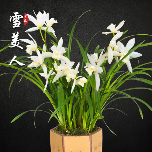 绿植盆栽四季名贵阳台兰花苗