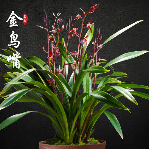 绿植金边墨兰名贵阳台好养花卉