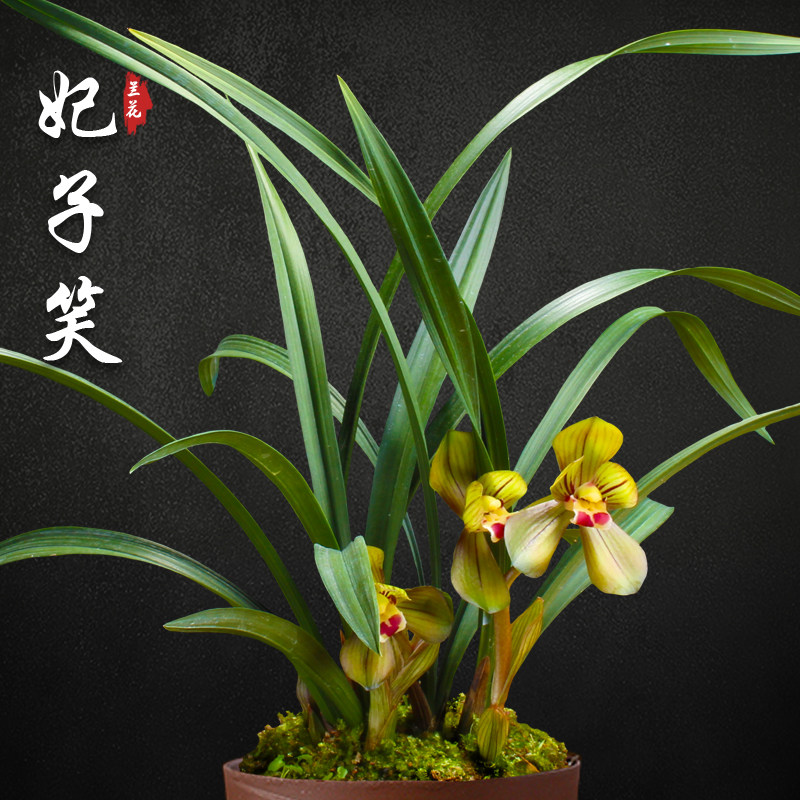 妃子笑春兰兰花苗盆栽荷瓣兰草名贵浓香花苞室内阳台好养花卉绿植