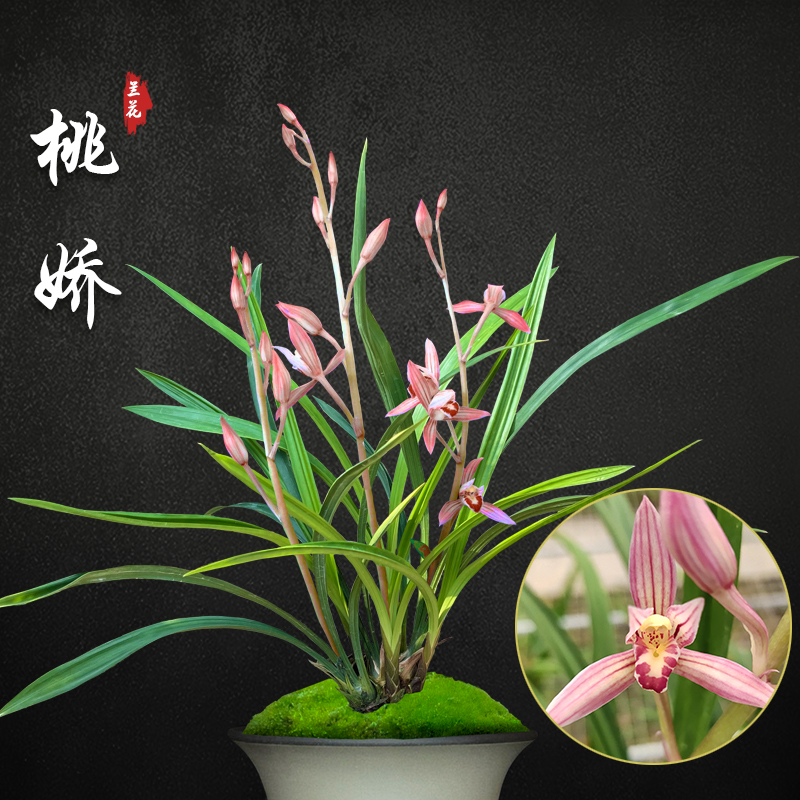 桃娇 兰花苗建兰盆栽四季名贵浓香型花苞好养室内阳台花卉绿植