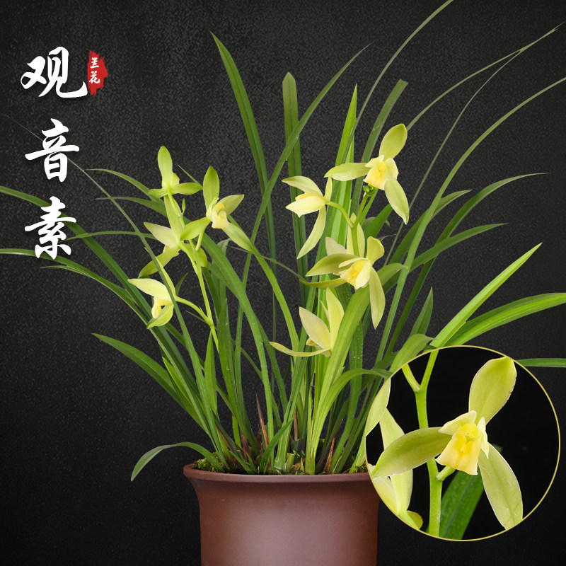 观音素 兰花苗建兰盆栽室内四季兰草名贵浓香花苞好养花卉绿植