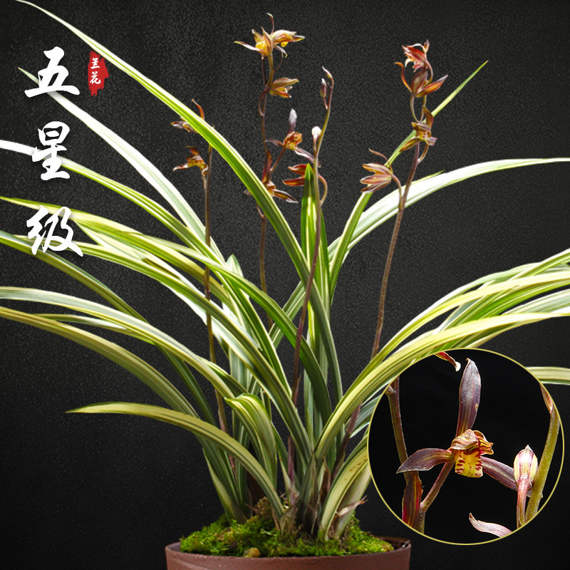 五星级 金边墨兰兰花盆栽兰草名贵浓香花苞室内好养花卉绿植盆栽