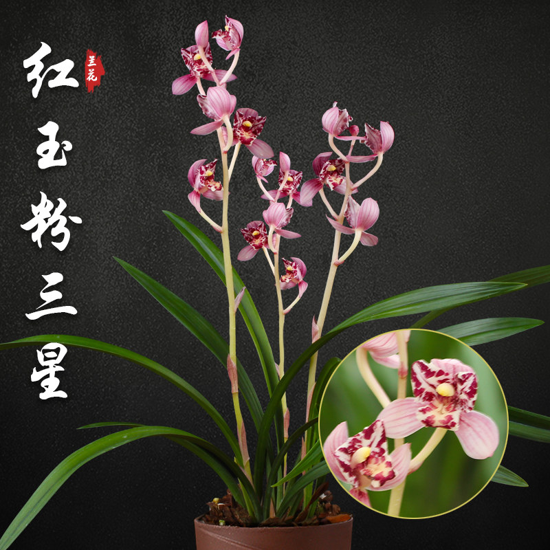 红玉粉三星凤舞九天兰花苗建兰盆栽室内四季兰草名贵浓香花卉绿植