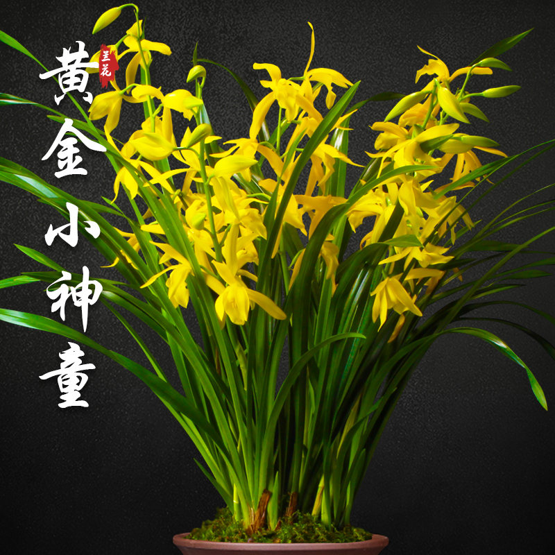 绿植盆栽四季名贵浓香型好养兰花