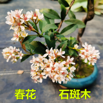 春花树苗造型绿植盆景当年开花