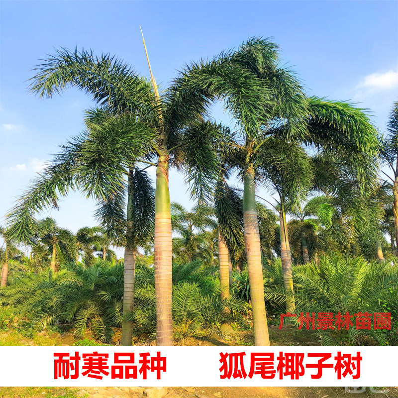 名贵苗木狐尾椰子苗四季常绿观叶植物狐尾椰苗庭院绿化大王椰盆栽