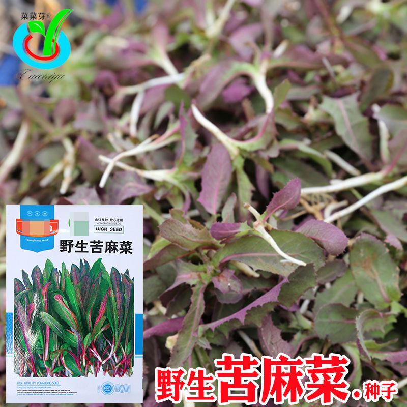 野生苦麻菜种子 农田菜园可盆栽茎叶直立茎紫色叶绿紫色苦麻菜籽