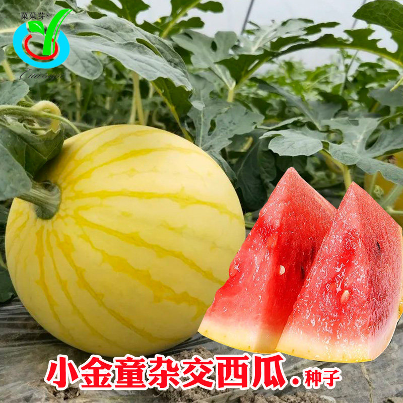 小金童西瓜种子 种籽麒麟红肉黄皮阳台四季孑盆栽春季南方水果