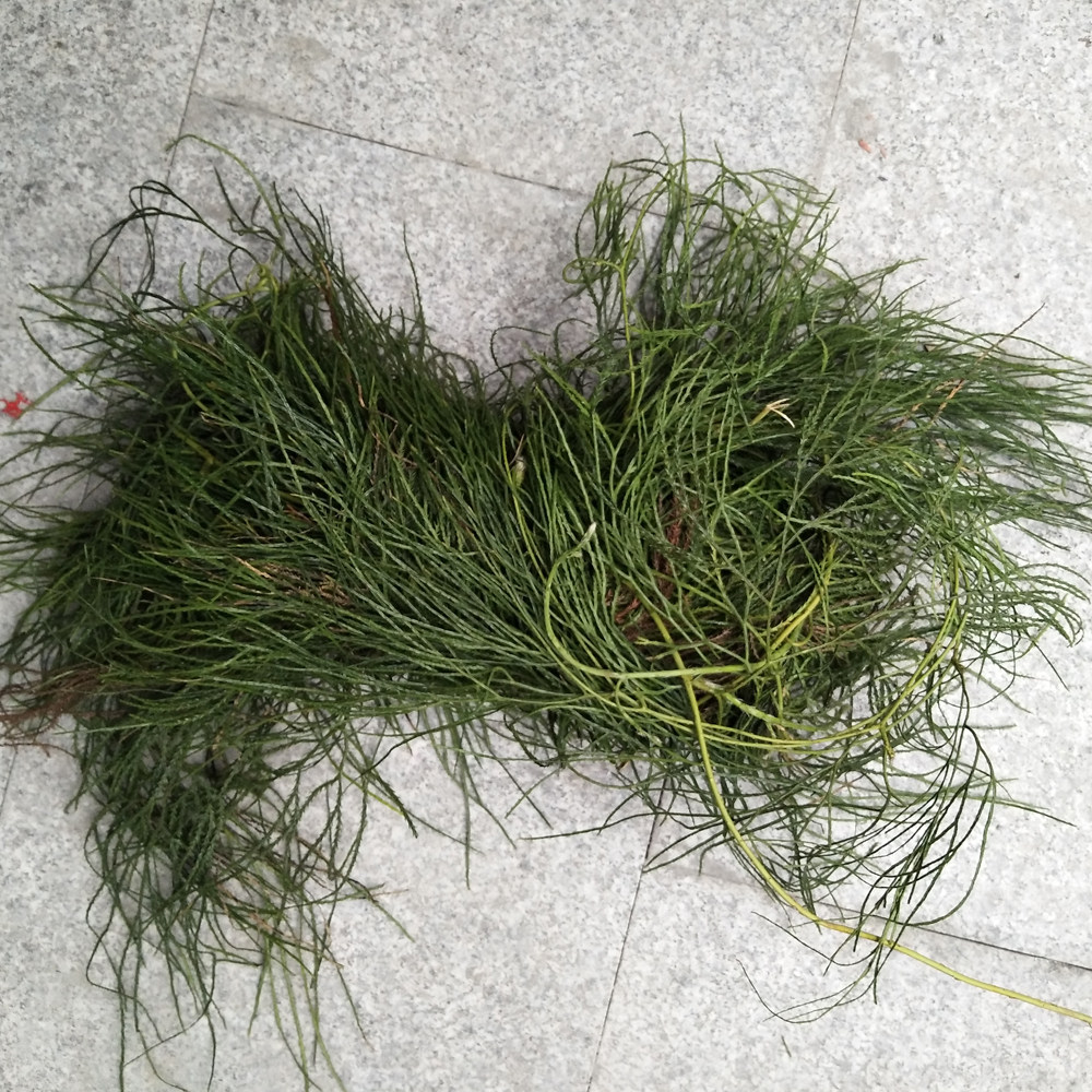 马尾伸筋草中药材干货大舒筋草泡澡泡脚鲜飞龙500g包邮马尾千金草