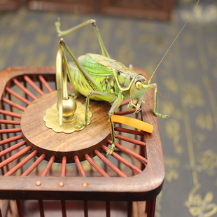 精品天津绿蝈蝈 翡翠蝈蝈 山青蝈蝈活体活虫 包活包伤残包邮