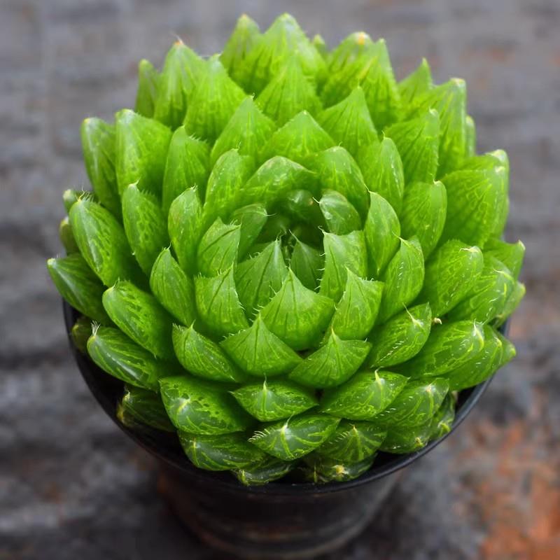 新款客厅好养活大棵樱水晶玉露多肉植物白银寿十二卷多肉绿植花卉