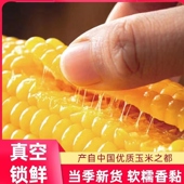 黄糯玉米黄糯粘黏 黑玉米 新鲜糯东北糯玉米真空包装 包邮 真空包装