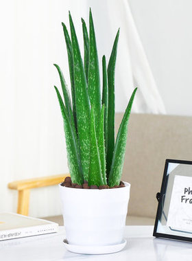 芦荟盆栽室内除甲醛净化空气绿植物办公桌多肉四季好养花卉仙人掌