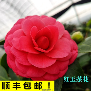 绿植室内阳台庭院花卉好养带花苞福建正品 红玉山茶花盆栽树苗四季