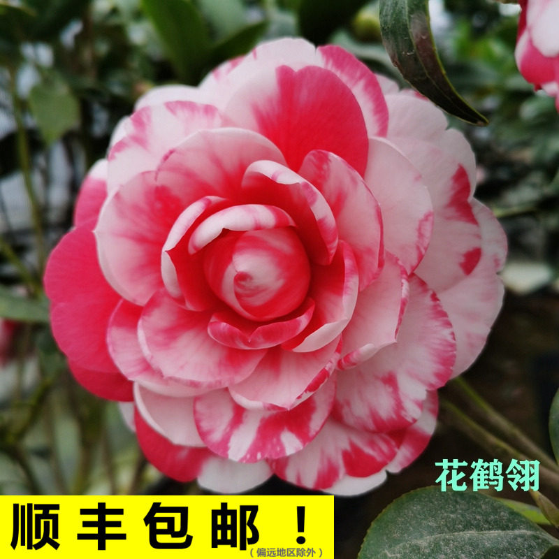 花鹤翎山茶花盆栽树苗名贵品种十大名茶室内阳台花卉绿植福建正品