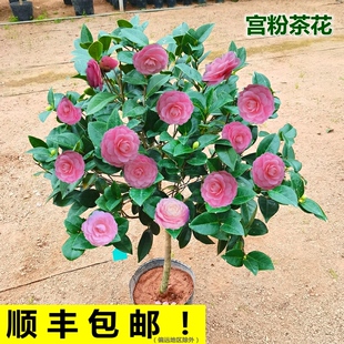 绿植花卉山茶花树 宫粉茶花盆栽小桃红带花苞当年开花室内阳台四季