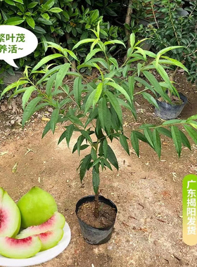 鹰嘴桃果树苗嫁接桃树苗三月桃脆桃大苗桃花盆栽地栽南方种植带土