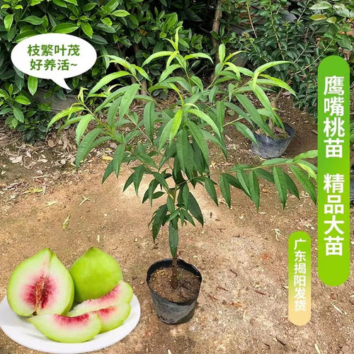 鹰嘴桃果树苗嫁接桃树苗三月桃脆桃大苗桃花盆栽地栽南方种植带土