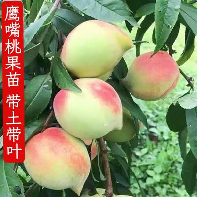 鹰嘴桃树果苗黄桃树苗水蜜桃樱桃水果树果苗南方北方种植庭院盆栽