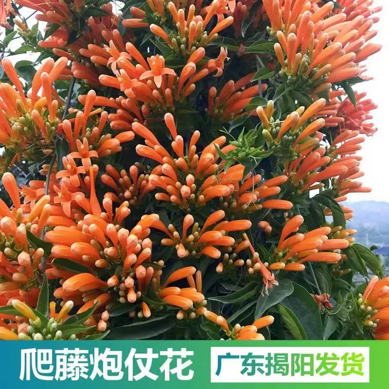 炮仗花苗爬藤花卉鞭炮花盆栽原土原叶育苗杯发货阳台庭院门口公园