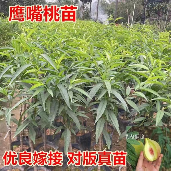 鹰嘴桃果树苗接嫁桃子树水蜜桃果苗南北方可养植物带杯 四季可种