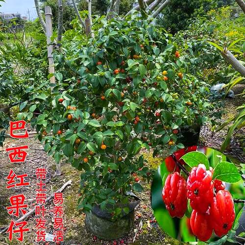 水果树苗 正宗巴西红果仔 吉祥灯笼果果实如红灯笼高高挂巴西红果