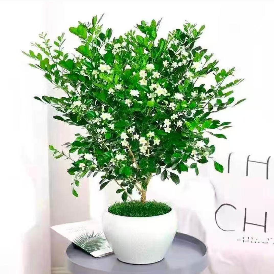 驱蚊虫九里香浓香型绿植