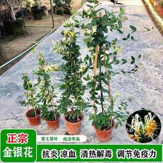 金银花树苗盆栽爬藤植物阳台庭院浓香攀援花卉四季老桩可食用药用