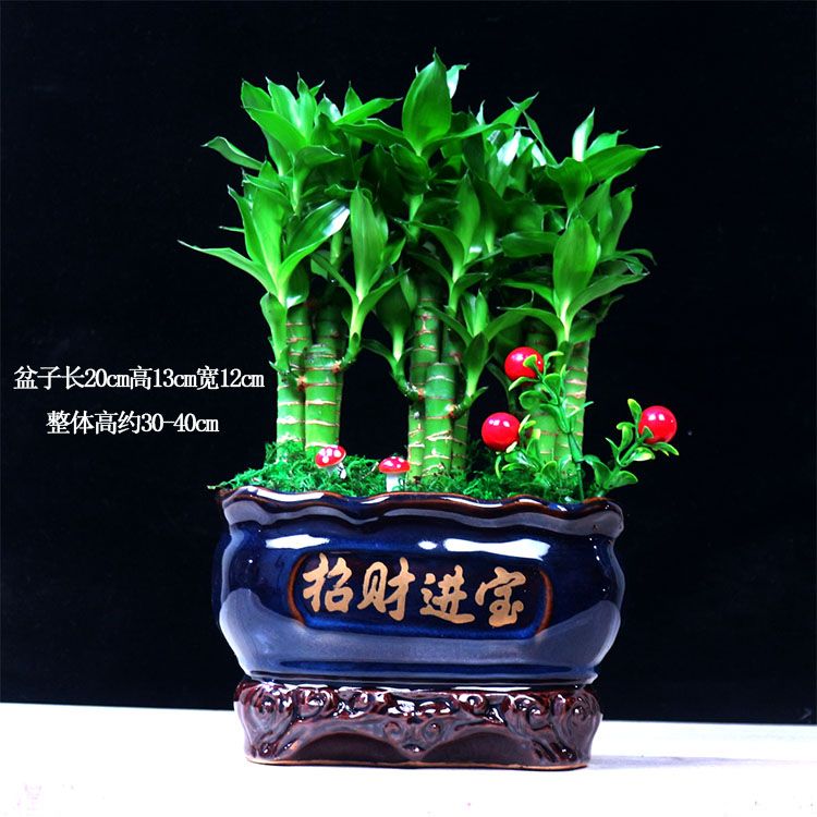 节节高富贵竹植物客厅转运绿植盆栽办公室内桌面好养盆景四季常青