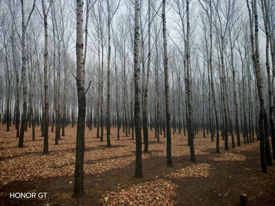 黑龙江省拜泉县农村信用合作联社爱农信用社抵债林木3