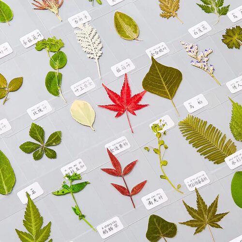 植物标本收集册叶脉书签树叶标本收集袋儿童手工自制干花标本相册