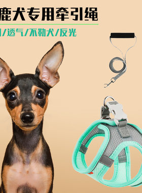 小鹿犬专用牵引绳不勒狗夜光边