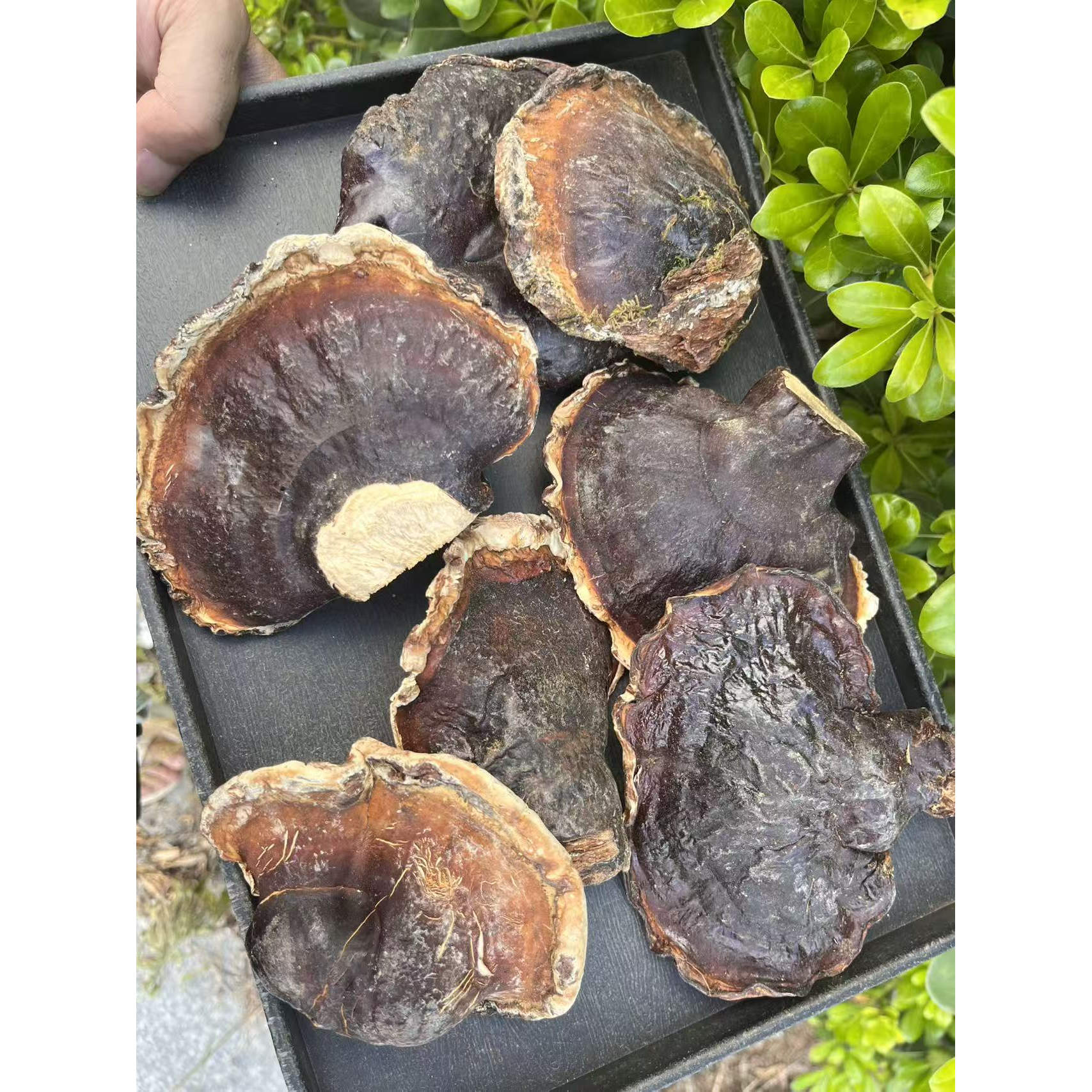 西藏野生松杉灵芝菌香味足煲汤泡酒煮水