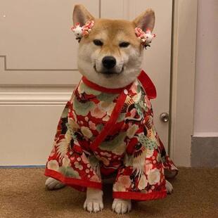 柴犬专用衣服日式和服风八嘎狗狗猫咪防掉毛小型犬薄款衣网红搞笑