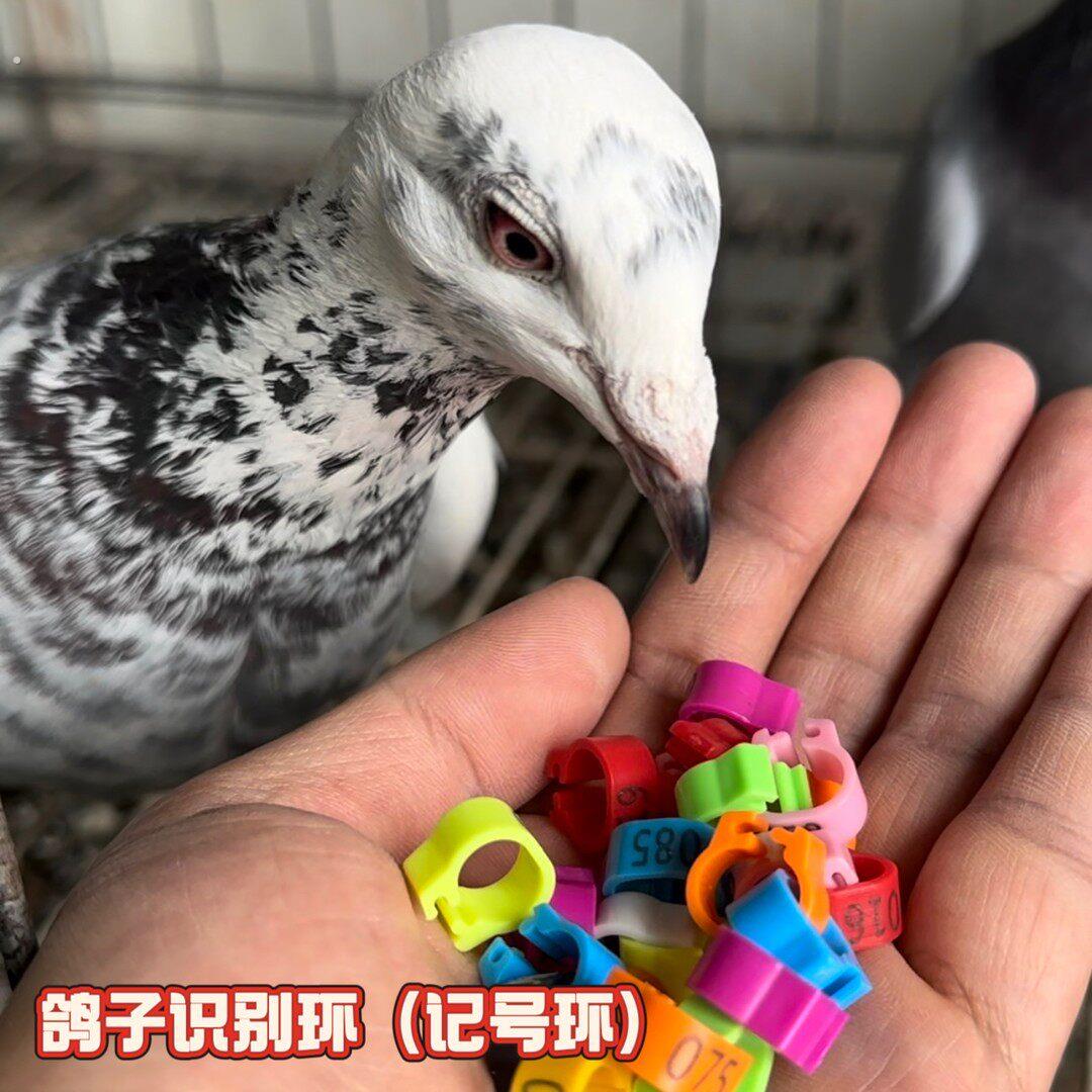 鸽子脚环(多颜色识别环)赛鸽识别卡环足环 大内径塑料卡环
