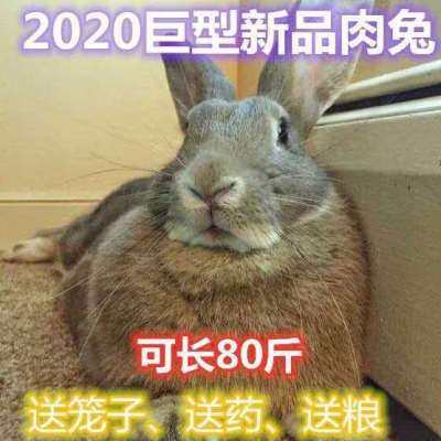 兔子活物大型巨型兔子苗一对公母幼崽大流士肉兔活s体家养的巨