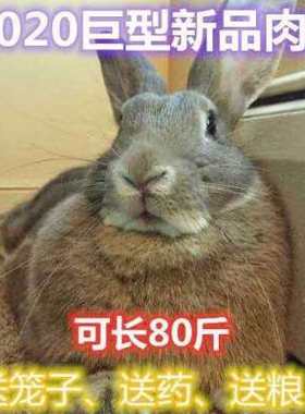 兔子活物大型巨型兔子苗一对公母幼崽大流士肉兔活s体家养的巨