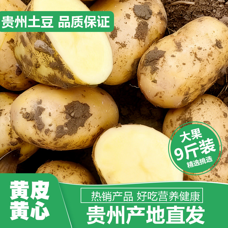 贵州高山土豆新鲜中大果黄心黄皮产地直发香糯粉面罗锅洋芋蔬菜