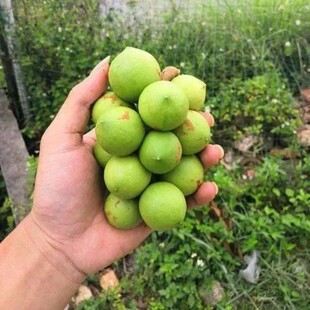 澳洲坚果苗嫁接夏威夷果树苗桂热一号坚果苗南方北方种植当年结果