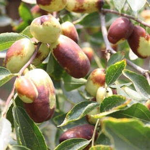 灵武长枣树苗嫁接脆枣苗南北方种植盆栽地栽阳台庭院当年结果