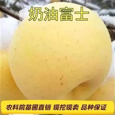 种奶油富士苹果苗奶香味