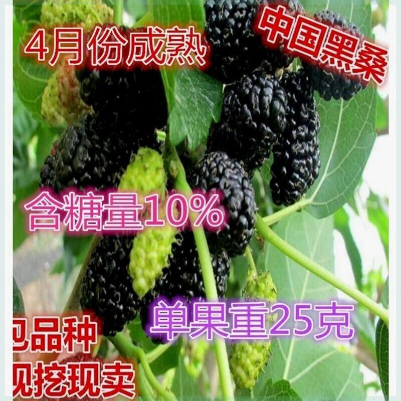 中国黑桑葚树苗桑树苗桑椹树苗嫁接苗地栽南北方种植盆栽当年结果