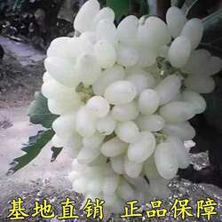 葡萄新品种 白牛奶葡萄苗 白牛奶葡萄树苗 宣化葡萄苗 当年结果