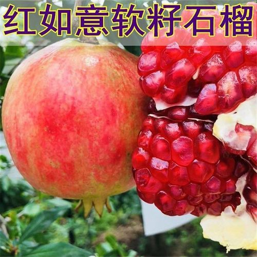 红如意软籽石榴苗 新品种软籽甜石榴苗 当年结果南北方种植果树苗