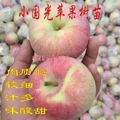 国光苹果树苗正宗老品种国光苹果树小国光苹果苗盆栽地栽当年结果