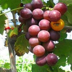 新品种藤稔葡萄苗乒乓球葡萄果树苗南北方种植盆栽地栽结果苗